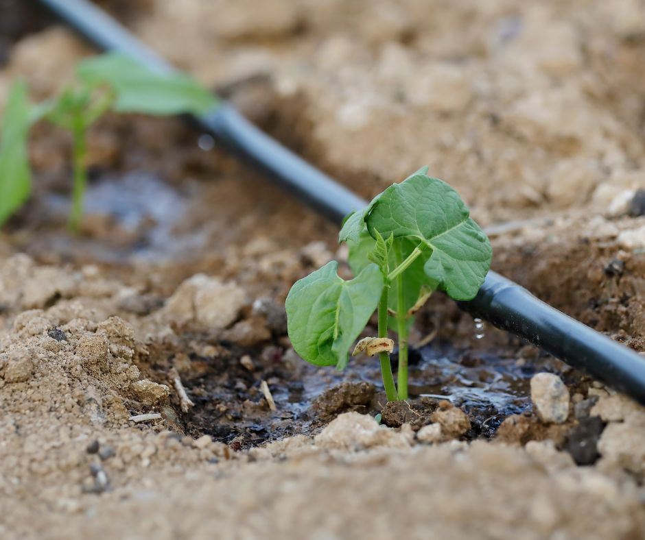 Small bean seedlings on drip irrigation in a garden.