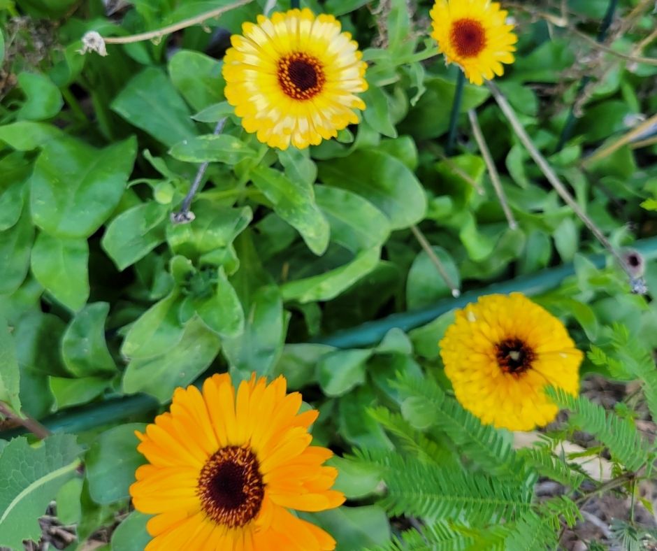 Calendula flowers ranging in color from yellow to deep orange in a garden.