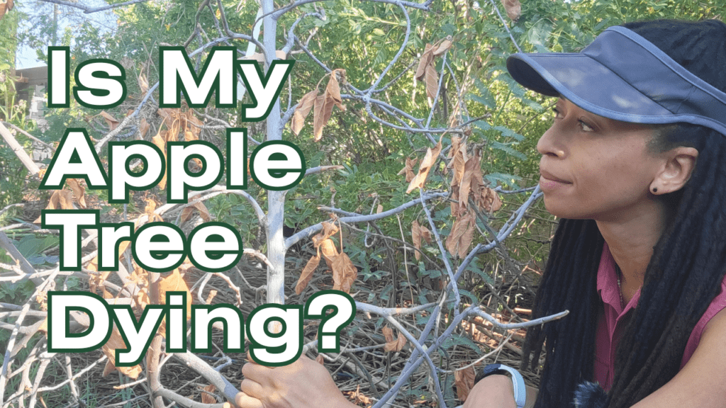 A gardener inspecting an apple tree with brown leaves.