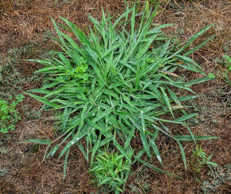 A Patch of crabgrass in a garden.