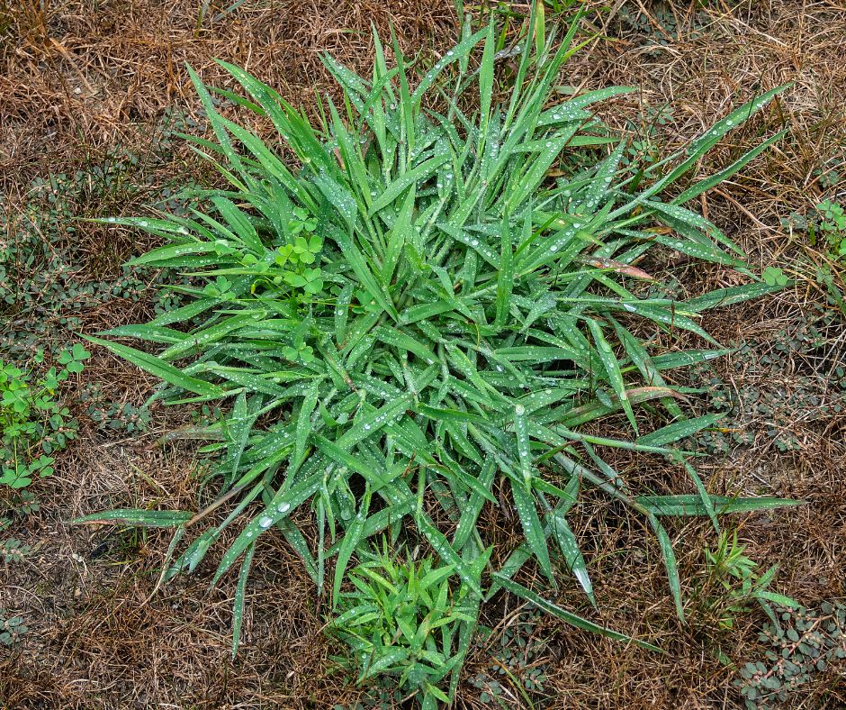 A Patch of crabgrass in a garden.