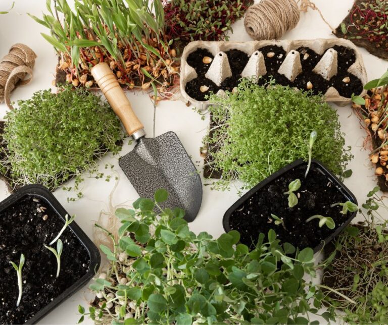 An assortment of beginner friendly microgreens, soil, tools, and containers.