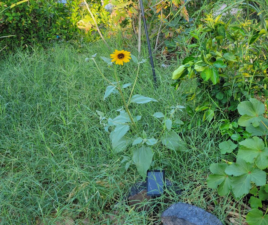 A large patch of flowering weedy grass and sunflowers in a garden.