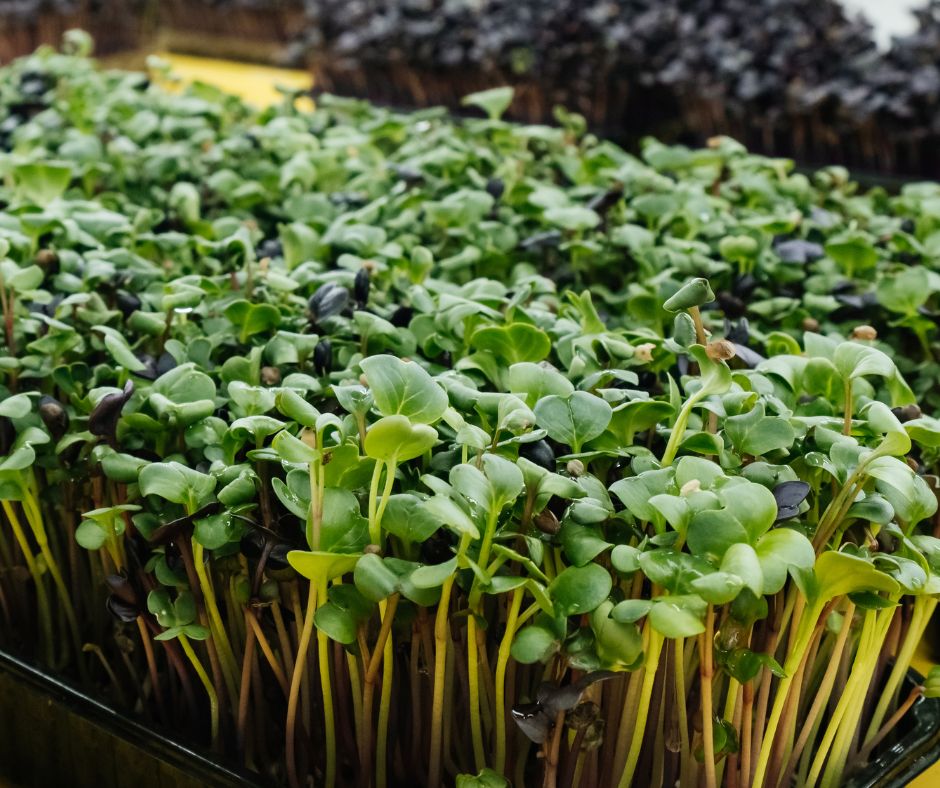 Deep purple radish and yellow chard microgreens growing in trays.