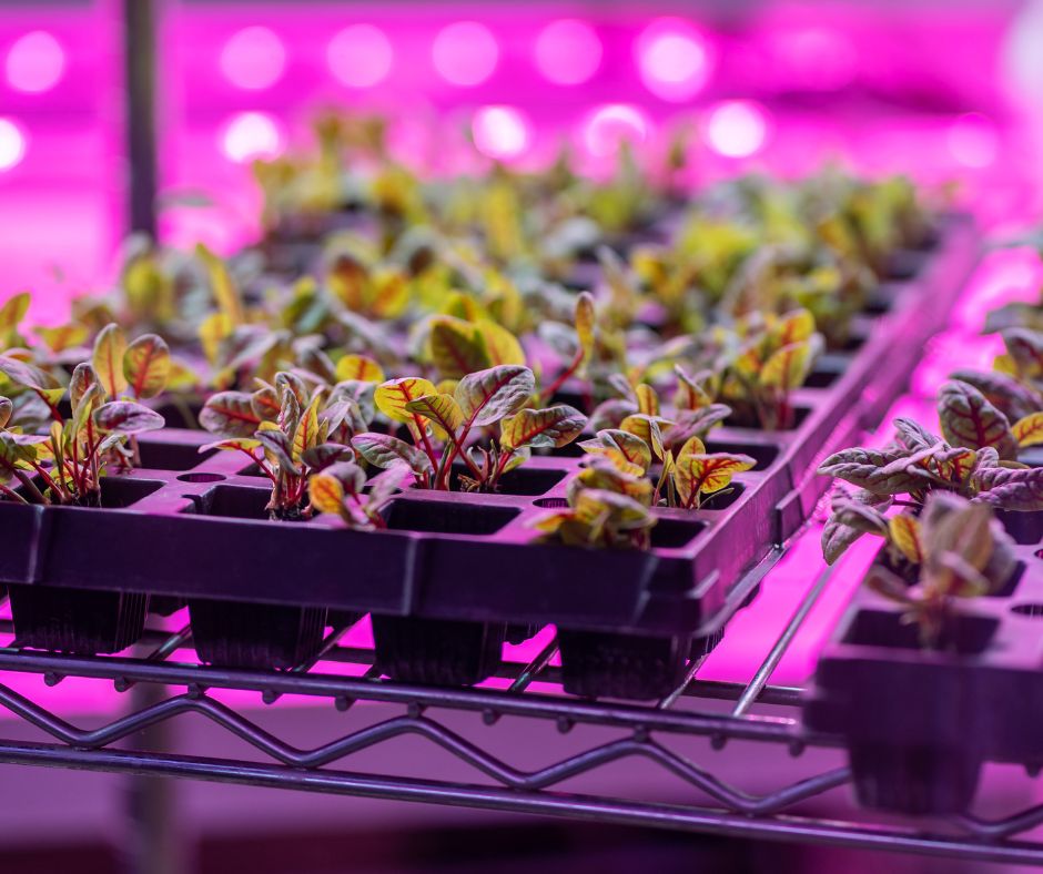 Microgreens growing under bright grow lights.
