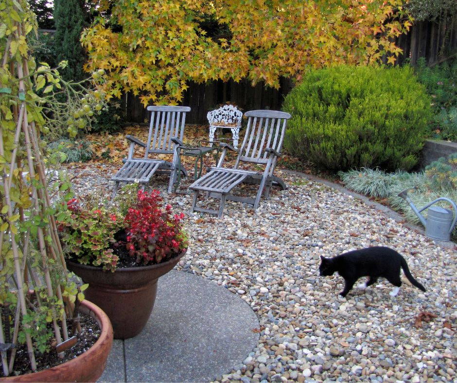 Two wooden chairs on a gravel pad in a fall garden and a black cat.