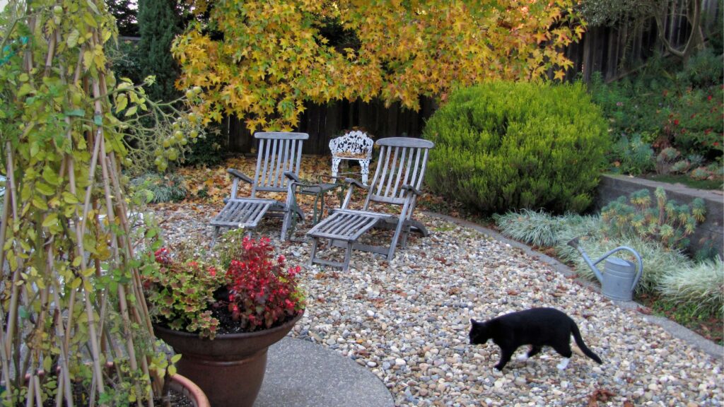 A private garden sitting area with two lounge chairs on a gravel pad surrounded by plants with leaves turning gold and a black cat.