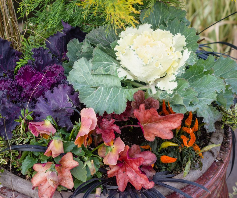 A fall garden contain with flowers, white cabbage, and herbs.