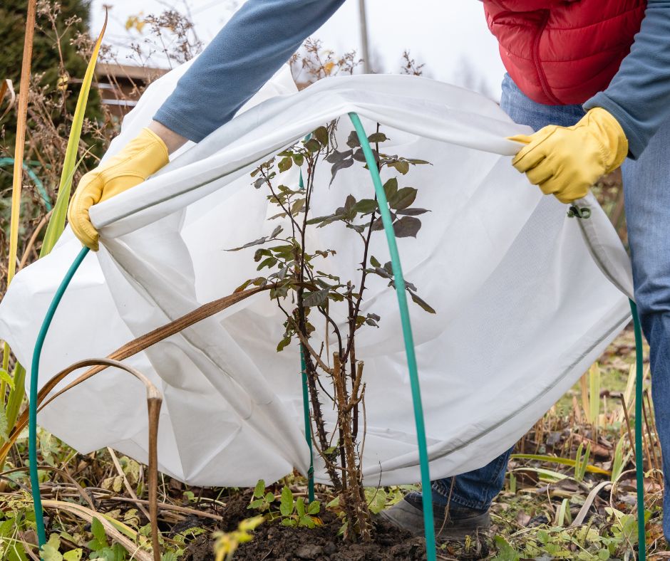 A gardener covering a rose bush with frost cloth.