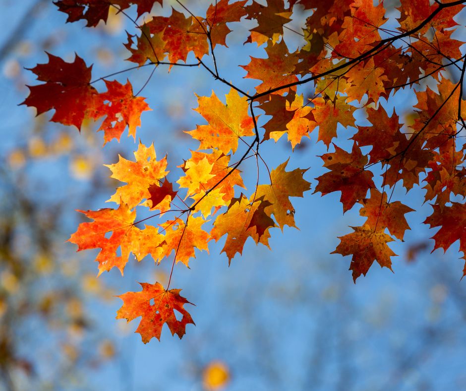Orange fall leaves on a clear blue day.