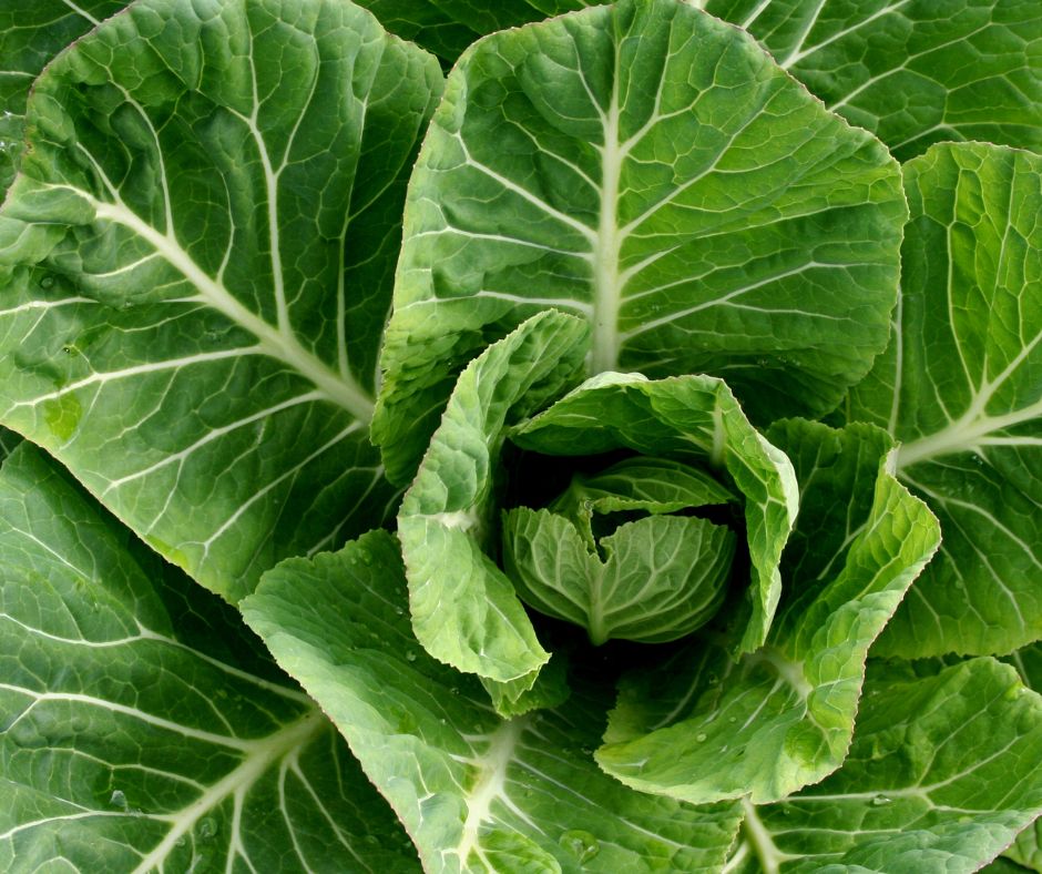 A large Bright Green Collard plant growing in a garden.