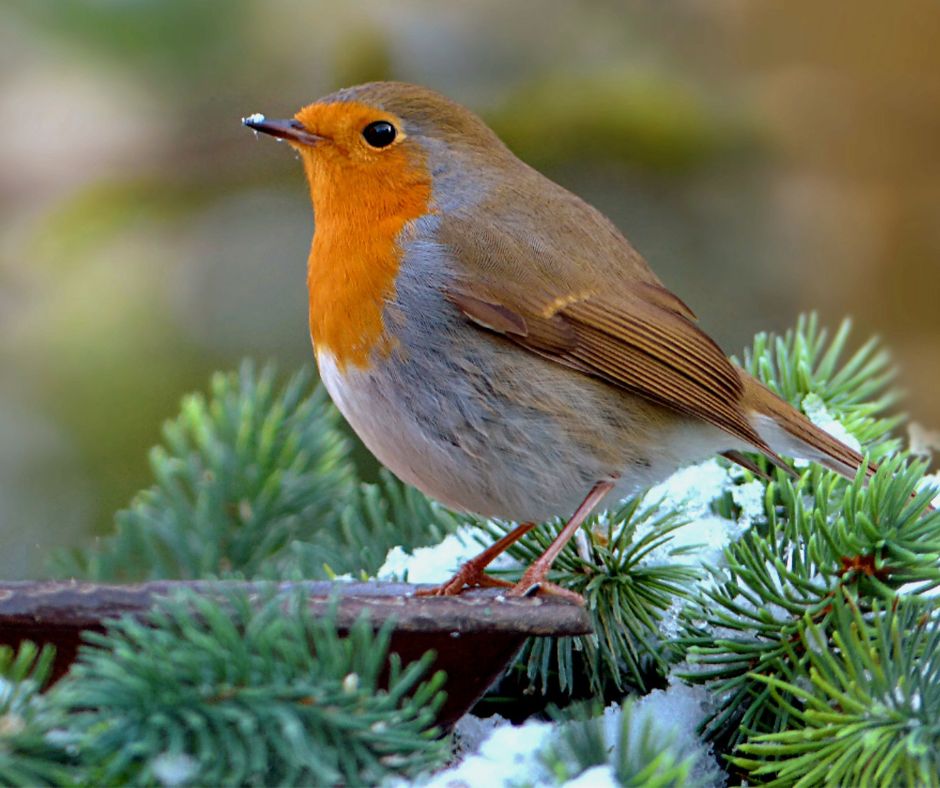 A small bird with an orange throat perched on a frosty branch.
