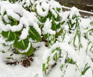 Snow cover winter vegetables in a garden.