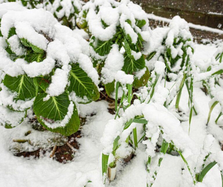 Snow cover winter vegetables in a garden.