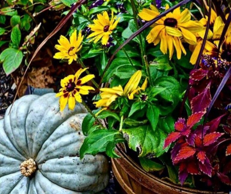 Blue pumpkin with flowers in a container in a garden.