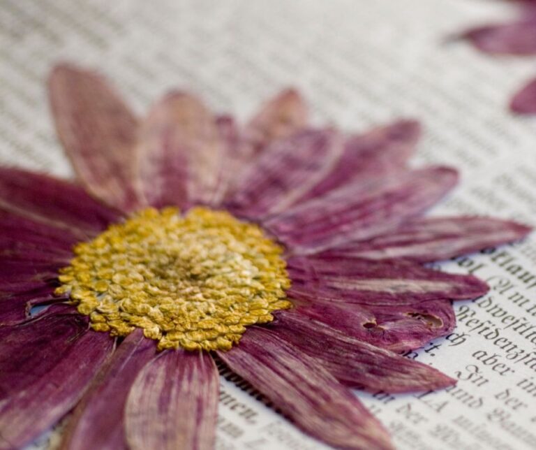 A dried pink flower on a book page.