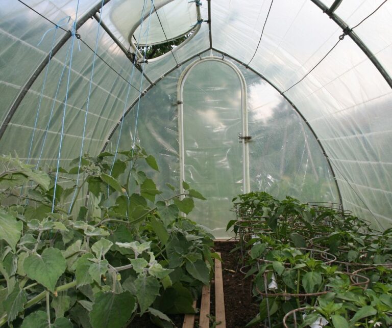 Healthy vegetables growing inside a gothic arch greenhouse.