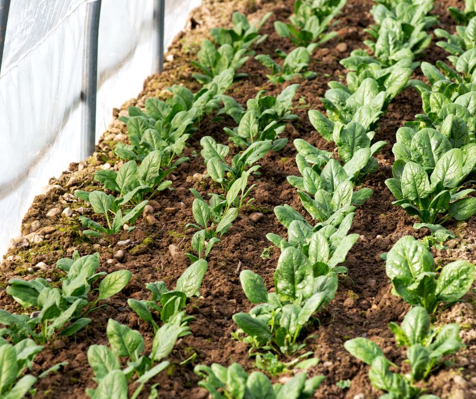 Rows of spinach plants growing in a winter greenhouse.