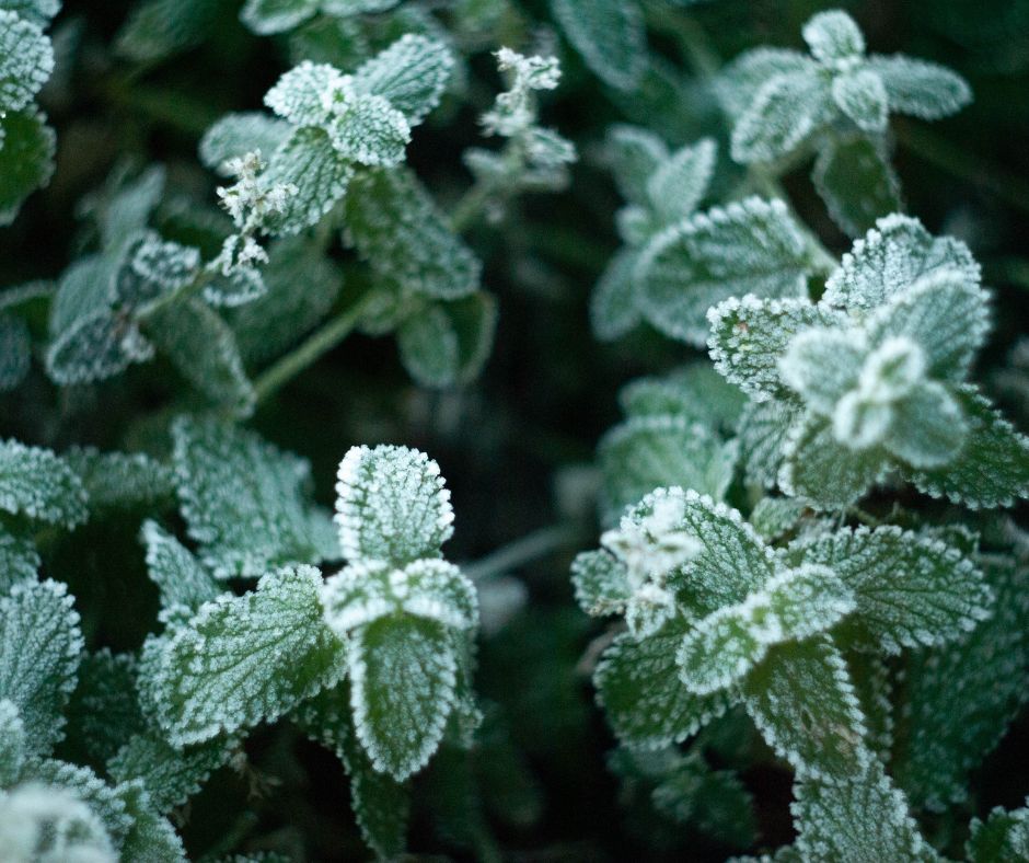 Frost kissed oregano leaves.