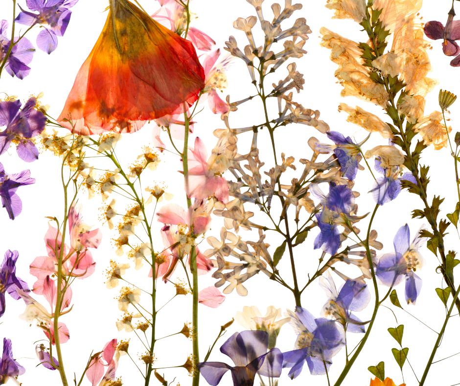 An assortment of brightly colored pressed flowers.