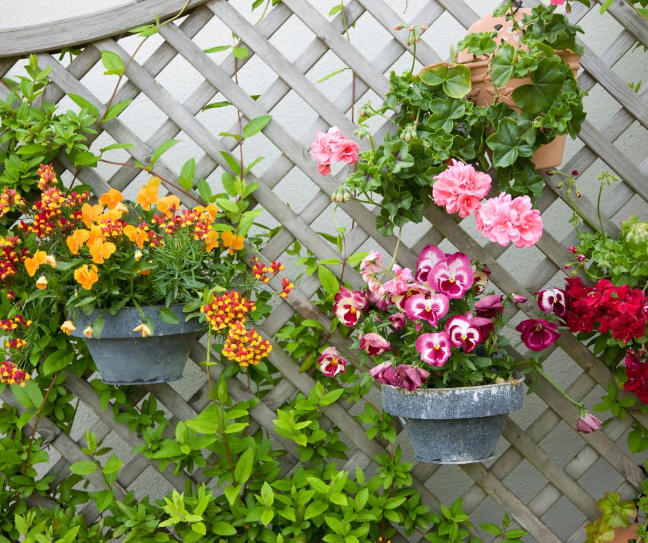 Patio lattice with hanging baskets containing fall flowers on it.