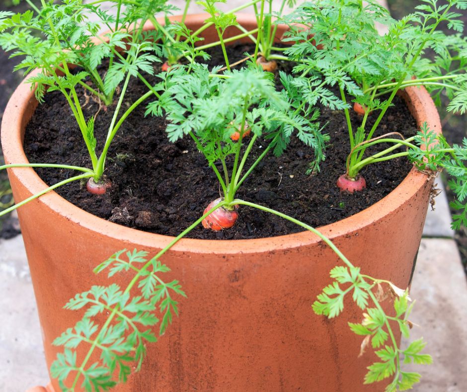 Carrot plants growing a terracotta pot in a greenhouse over winter.