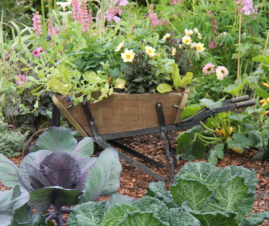 A wooden wheelbarrow in a garden full of plants.