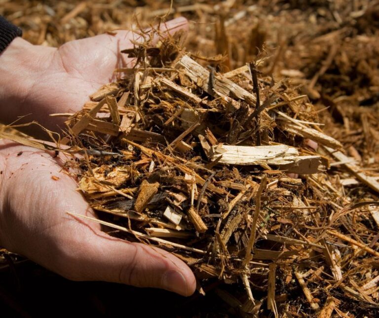 Hands holding brown shredded mulch.