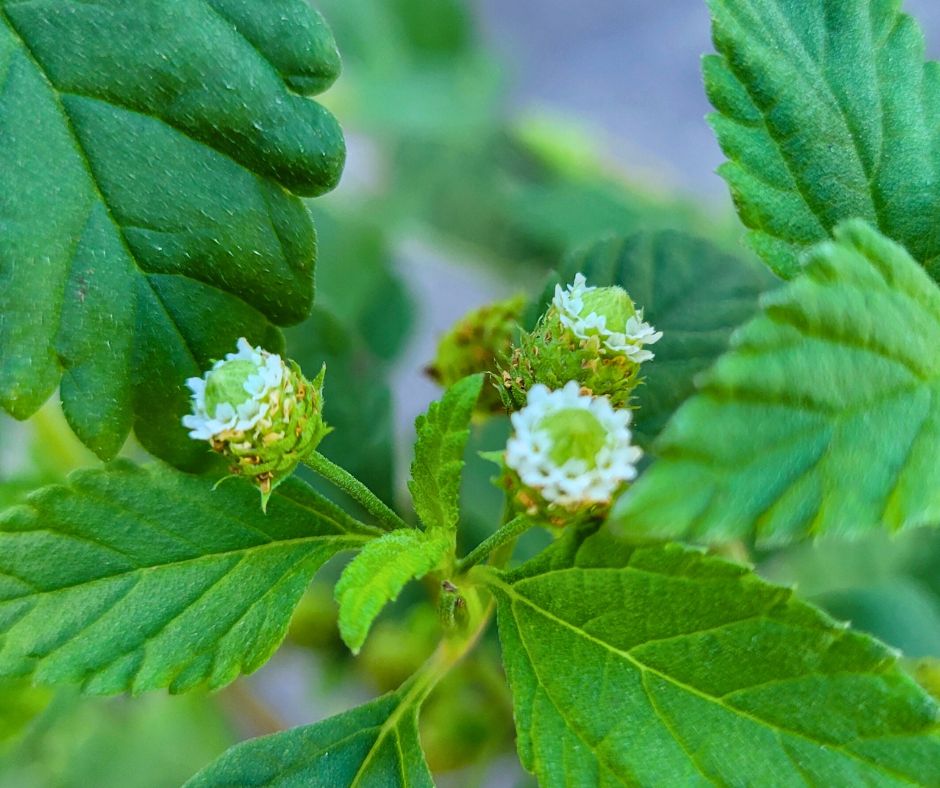Small white flower and green leaves of the Aztec Sweet Herb.