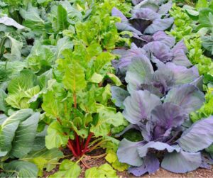Garden rows of brightly colored cold hardy vegetables.