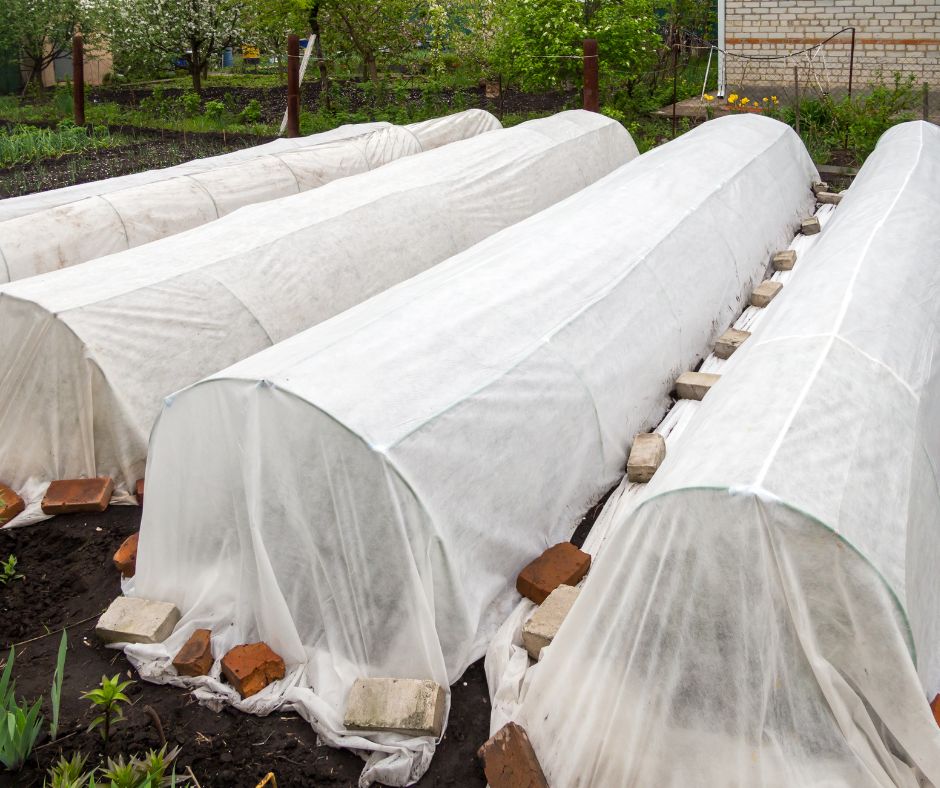 Row covers held down with bricks.