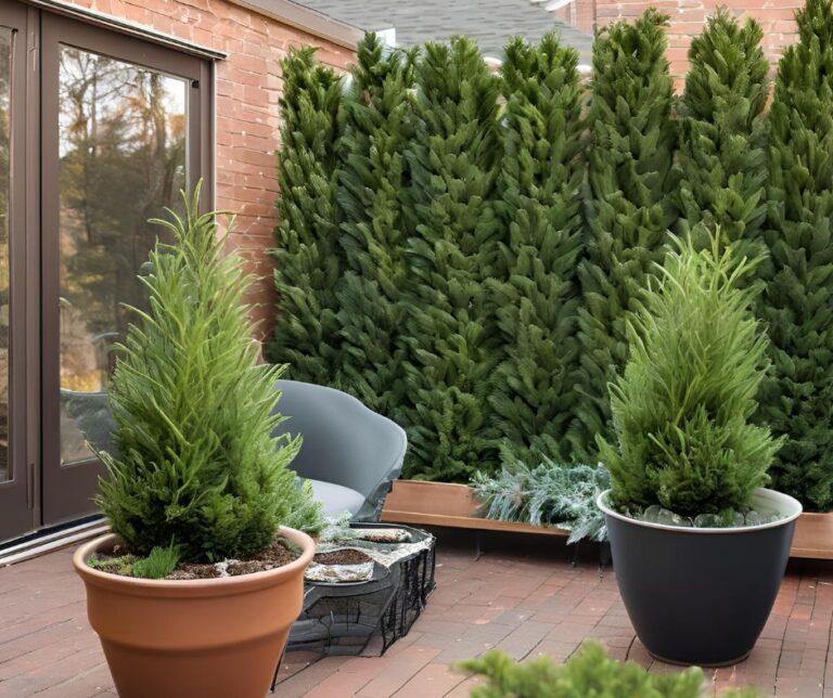 A private patio with a wall of evergreen plants.