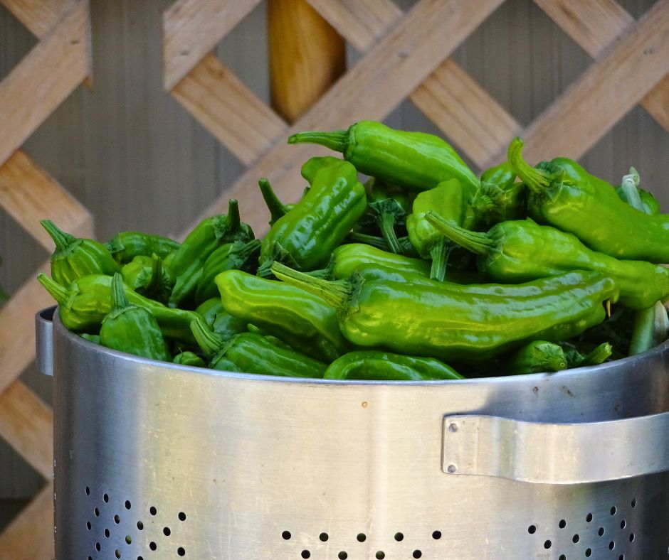 A bountiful harvest of peppers.