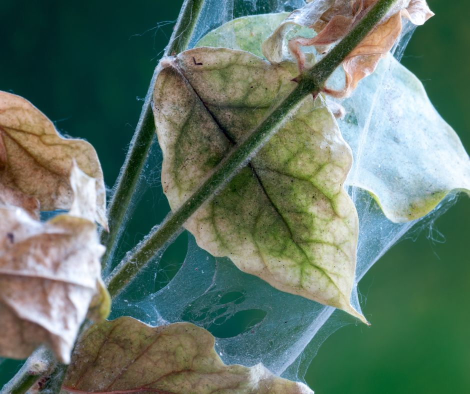 Houseplant leaves damaged by spider mites and covered in webbing.