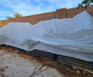Metal raised garden beds covered with frost cloth.