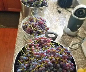 Multiple containers filled with garden fresh purple grapes on a counter top.