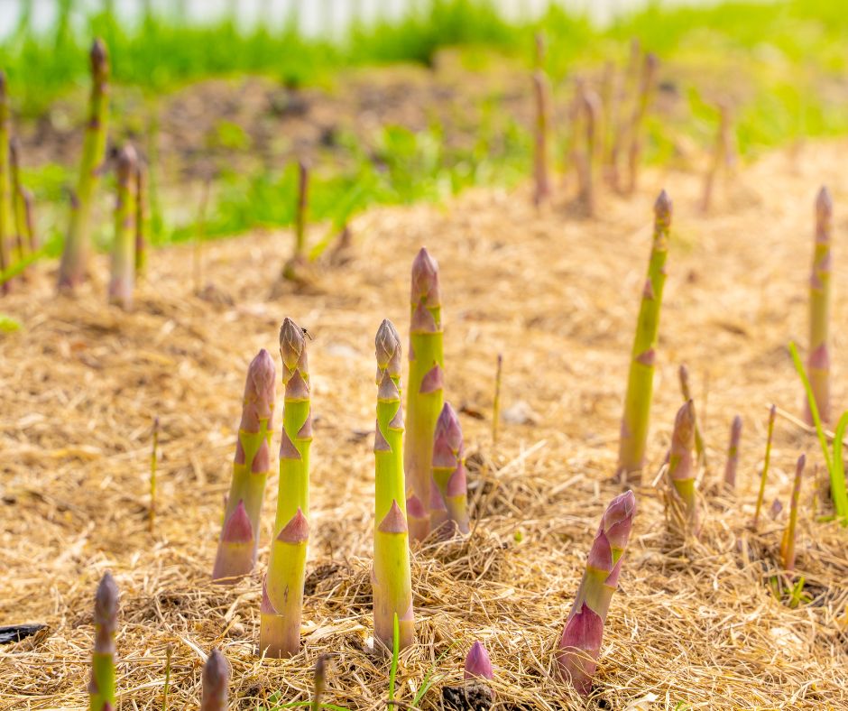 After being well protected by straw mulch over winter healthy asparagus spears emerge in spring.