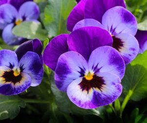 Bright purple pansy flowers.