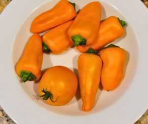 A white bowl of small orange lunchbox sweet peppers and one orange tomato.
