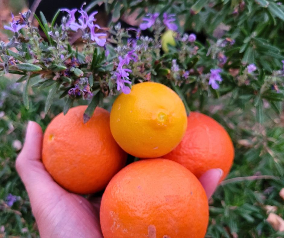 A gardener's hand holding oranges and a lemon next to blooming rosemary.