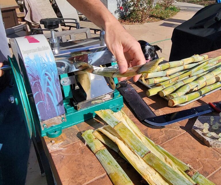 A person feeding sugarcane into a manual juicer.