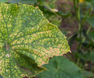 Leaf damage caused by spider mites.