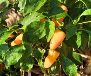 An orange lunchbox pepper plant full of fruit.