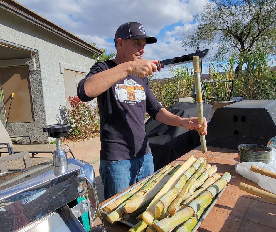 A man cutting sugarcane with a machete.