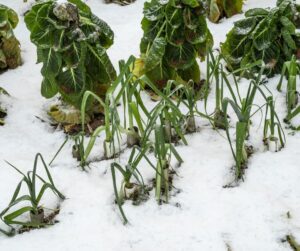 Onion and brussel sprout plants growing in the snow.