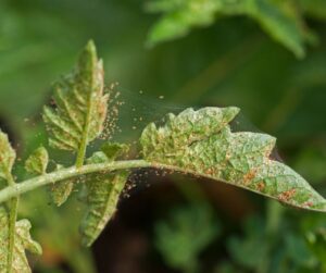A tomato leaf covered in spider mites.