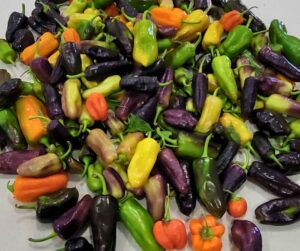 A large mound of sweet peppers of many colors.