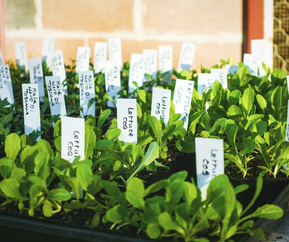 Seedling trays of winter garden vegetables including lettuce and kale.