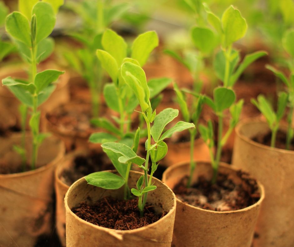 Pea seedlings growing in recycled toilet paper rolls.
