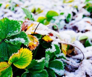 Strawberry plants covered in frost.